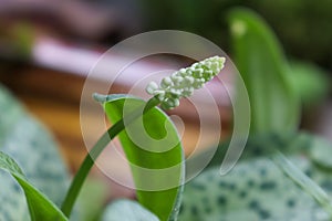 DRIMIOPSIS MACULATE LINDL