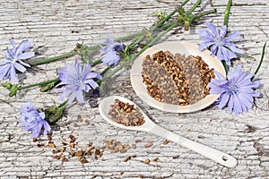 Drink from chicory and blooming chicory