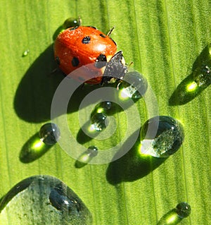 Drink ladybug