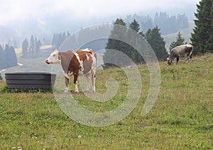 drinker for cows in the meadow