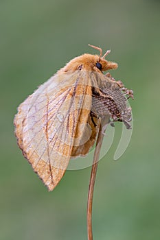 The Drinker - Euthrix potatoria