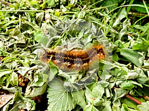 Drinker Moth Caterpillar