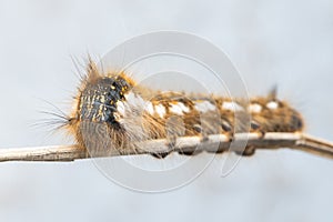 drinker moth caterpillar, Euthrix potatoria