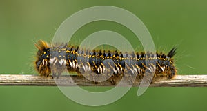 Drinker moth caterpillar (Euthrix potatoria)