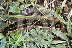 Drinker Moth Caterpillar