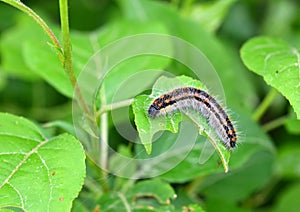 Drinker moth photo