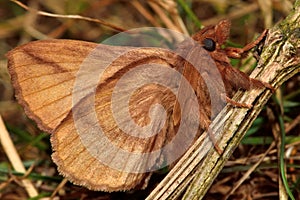 The drinker moth (Euthrix potatoria) with underside visible