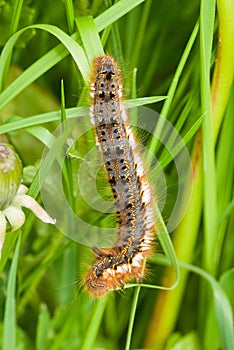 Drinker moth larva photo