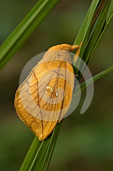 Drinker moth, Rietvink, Euthrix potatoria