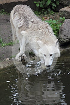 Drinking Arctic wolf