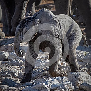 Drinking baby elephant