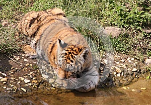 Drinking babytiger