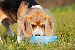 Drinking beagle puppy