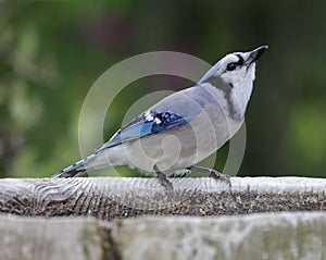 Drinking Blue Jay