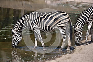 Drinking Chapman`s zebra Equus quagga chapmani