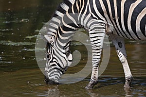 Drinking Chapman`s zebra Equus quagga chapmani