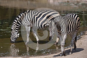 Drinking Chapman`s zebras Equus quagga chapmani
