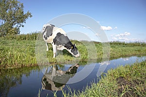 Drinking cow, reflection in a ditch, in a typical Dutch landscape of flat land and water and at the horizon a blue sky with clouds
