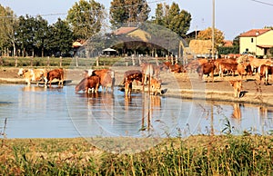 Drinking cows along Comacchio Lake, Italy photo