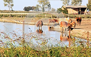 Drinking cows along Italian Comacchio Lake photo