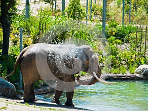 Drinking elephant in african savanna