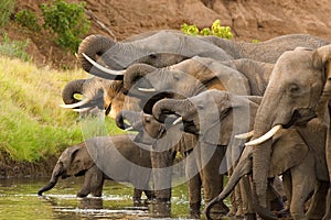 Drinking elephant herd