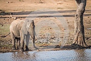 A drinking Elephant in the Kruger.