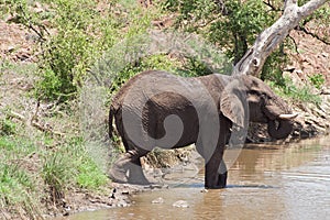 Drinking elephant at a waterhole in the Kruger National Park, South Africa