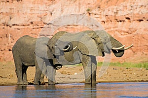 Drinking elephants
