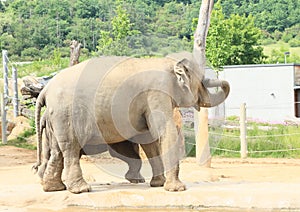 Drinking elephants