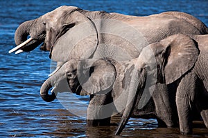 Drinking elephants in Chobe river - Botswana