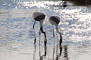 Drinking flamingos