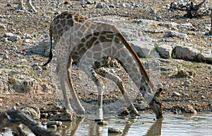 Drinking giraffe
