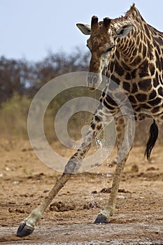 Drinking giraffe