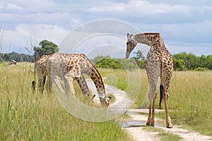 Drinking giraffe