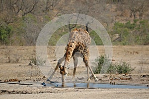 Drinking giraffe