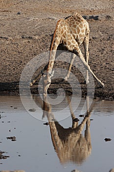 Drinking Giraffe