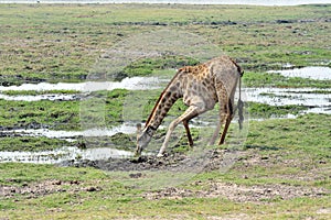 Drinking Giraffe in Chobe National Park, Botswana