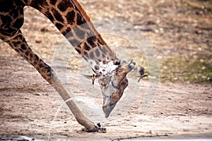 Drinking Giraffe (Giraffa camelopardalis)