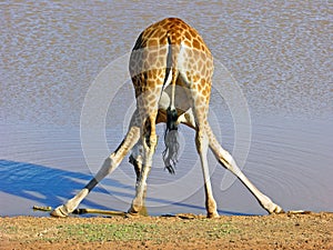 Drinking giraffe at Monarto zoo