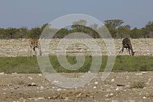 Drinking giraffe, Namibia