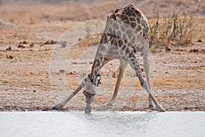 Drinking giraffe standing at a waterhole.