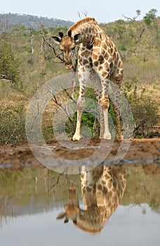 Drinking giraffe in Zimanga Park - South Africa