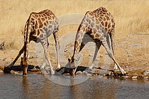 Drinking giraffes