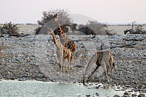 Drinking giraffes at the waterhole - Namibia Africa