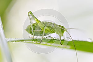 Drinking grasshopper.