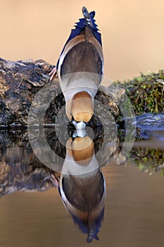 Drinking hawfinch