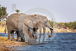 Elephants from Caprivi Strip - Bwabwata, Kwando, Mudumu National park - Namibia photo