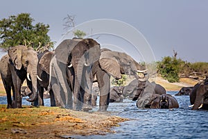 Elephants from Caprivi Strip - Bwabwata, Kwando, Mudumu National park - Namibia photo