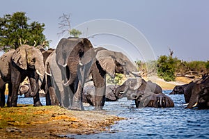 Elephants from Caprivi Strip - Bwabwata, Kwando, Mudumu National park - Namibia photo